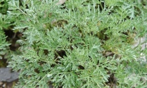 ��������� �����, ��� �����