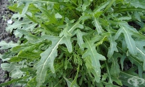 ������, �����, �����, �������