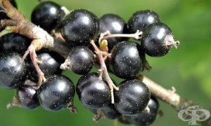 �����, ������� ������, ����� ������� ������