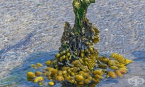 �����, ���������� ���������