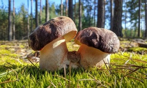 Бронзова манатарка