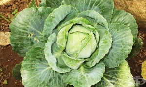 ����, �������