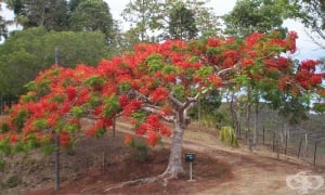 ������ �����