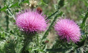 ��������� �����