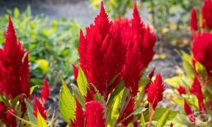 ������� ������