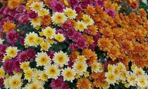 ����������