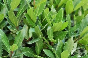 �������� �����, ������� �����