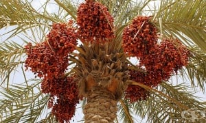 �������� �����