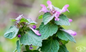 ������� ������ �������