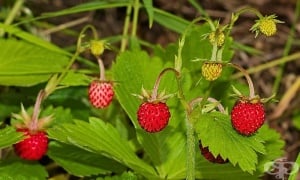 ������ �����, ���� �����, ������, �������, ���������, ����������, ��������