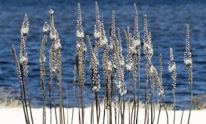 ������ ���, ������ ������, ������� ��������