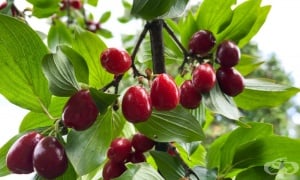 ���� ���������