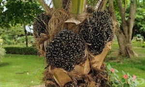 ������� �����