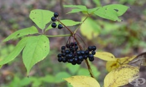 �����������, �������� ������