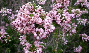 ����� �����������, ���������������� �����