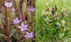 ������ �������, ������ �������