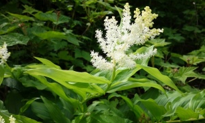 ��������� ��������, ������������, ������� ������� ������ �����