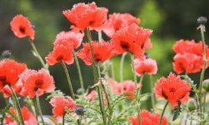 ����������� ���, ������� ���