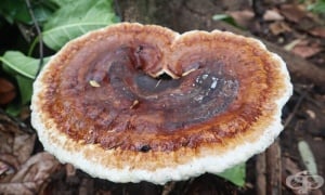 �����, ���� ��, ������