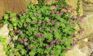 �������, ��������� �������