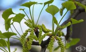 �����, ����� ������