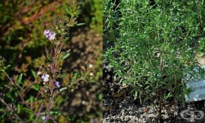 ��������� �������