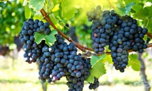 ������, ����