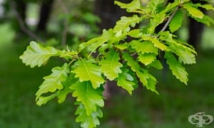 ��� ���������, ����� ���