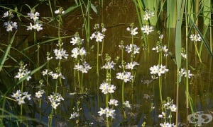 �������, ������ ��������, ����� ��������