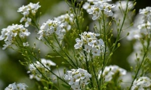 ����, ����