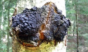 ����, ����� ������� ����