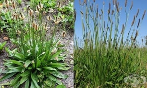 ��������� ��������