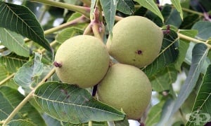 ����� ����