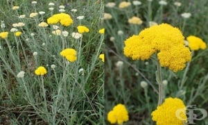 ���� ������, ���������