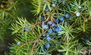 ������ ����������, ������, ���� ������