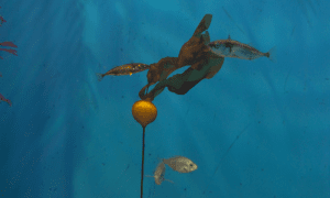 ���� ������