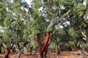 �������� �����, ������