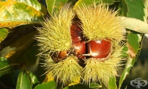 ������-���������, ������ ������, ����� ������