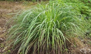 �������� �����