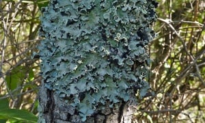 ��������, ������� �����