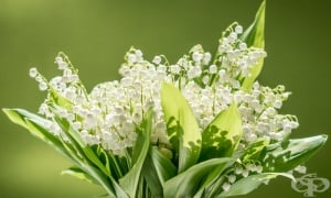 ������ �����