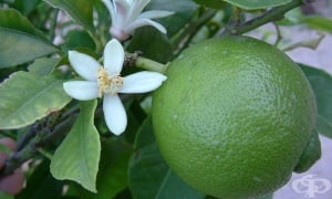 ����, ����� �����