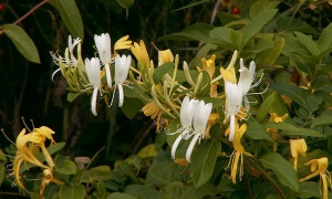 ������� ����� �����, ����� �����, ������� �����