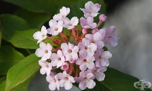 �������, ������������� �������, �������