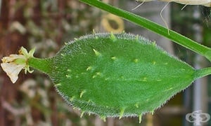 ���� ���������� 