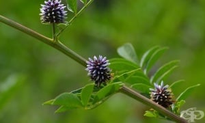 ������ ����, �������, �������� �������, ������ �����, �������, ������ ����