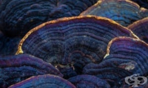 ������, ������