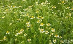 �����, ����������