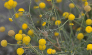 �������� �����, ���������� ���������