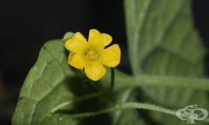 ��������, ����������� ����������